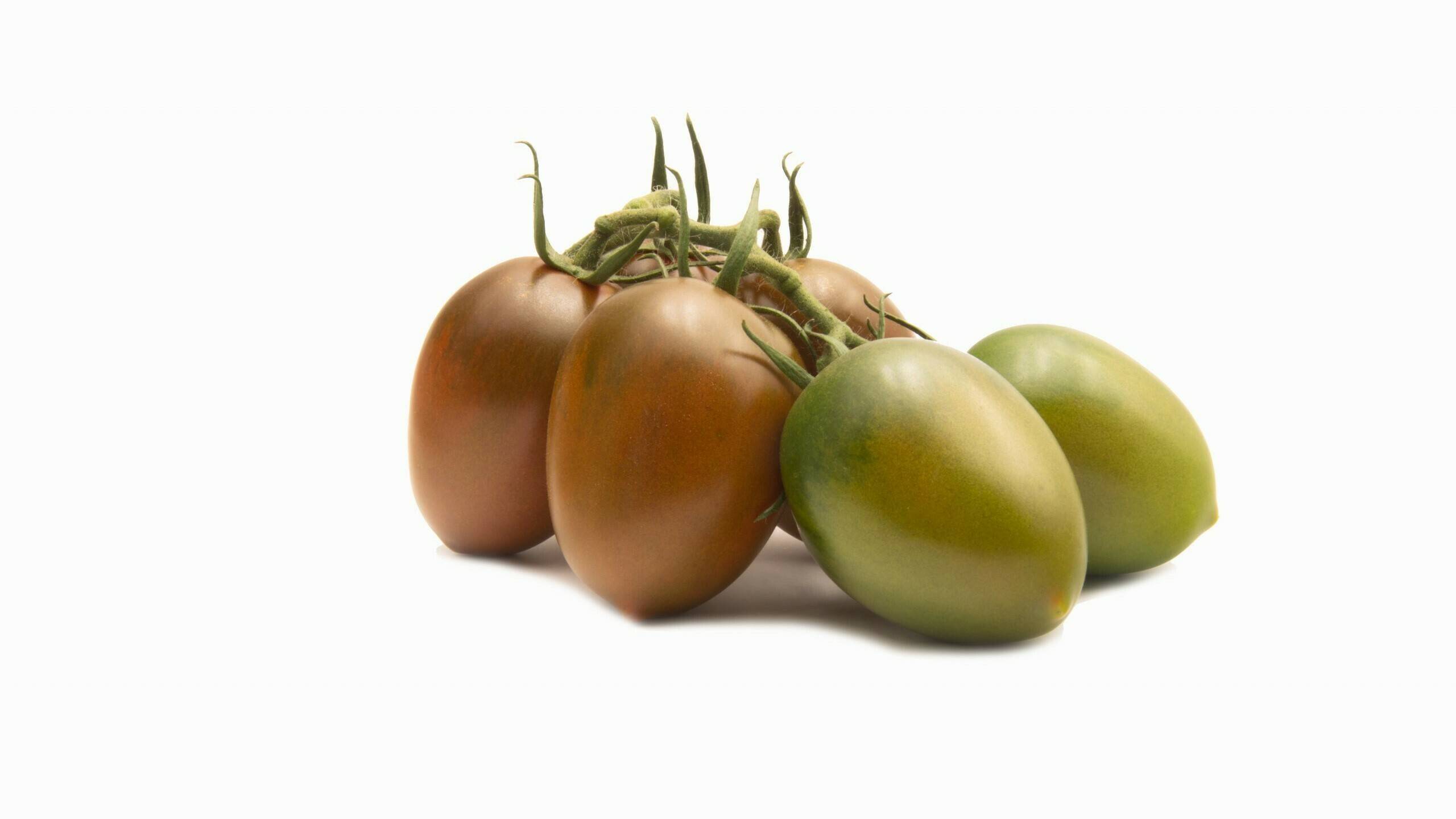 Tomachoc-top-seeds-tomate|TSI_Tomachoc_Logo